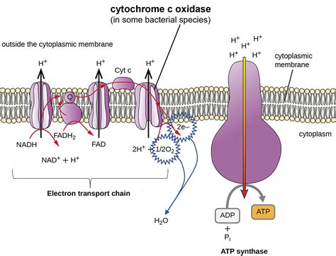 what does oxidase positive mean|1.19: Cytochrome c Oxidase .